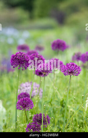 Allium hollandicum 'Purple Sensation' dans un jardin anglais. Banque D'Images