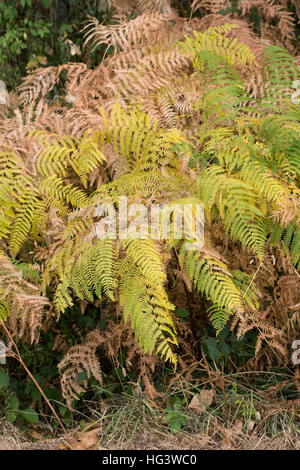 Pteridium aquilinum. Bracken quitte au début de l'automne. Banque D'Images