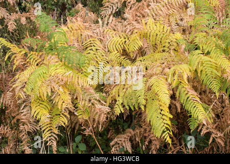 Pteridium aquilinum. Bracken quitte au début de l'automne. Banque D'Images