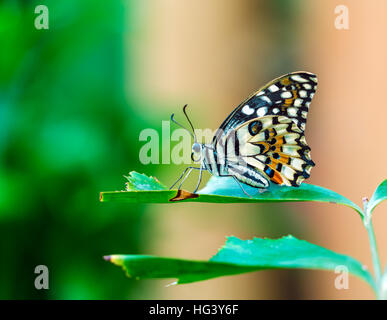 La chaux commune (papillon Papilio demoleus) de l'Inde Banque D'Images