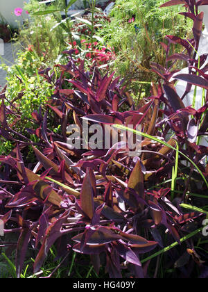 Jolies fleurs violettes en haie à Corfou Grèce Banque D'Images