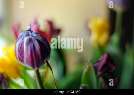 Tulipes au printemps dans la belle lumière de la fenêtre en violet, jaune et rouge Banque D'Images