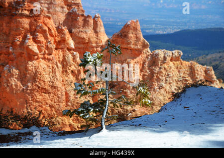 Petit jeune arbre survivant plante dans la neige à Bryce Canyon Banque D'Images