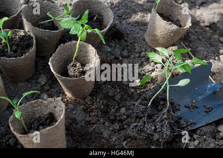 La plantation de jeunes plants de poivrons en pots de tourbe sur arrière-plan du sol. Denrées alimentaires cultivées l'agriculture légumes, concept durable des ménages. Banque D'Images