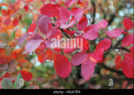 Belles feuilles rouges sur un arbre en automne Park Banque D'Images