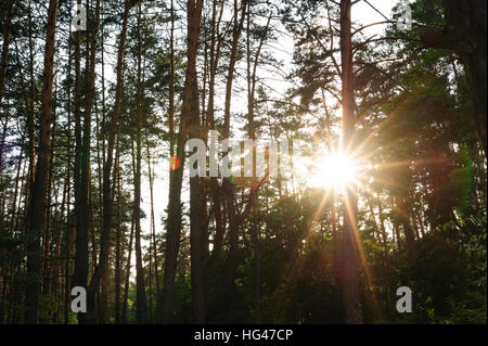 Rayons du soleil dans une forêt de pins Banque D'Images