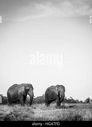 Les jeunes ont sauvé les éléphants de Knysna Elephant Park, Afrique du Sud Banque D'Images