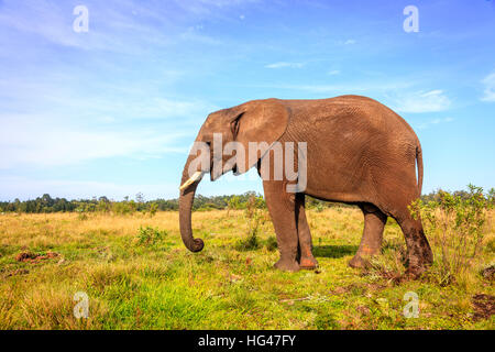 Les jeunes ont sauvé l'éléphant au parc des éléphants de Knysna, Afrique du Sud Banque D'Images