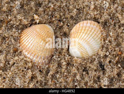 Libre de deux coquilles de coques les unes à côté des autres sur une plage Banque D'Images