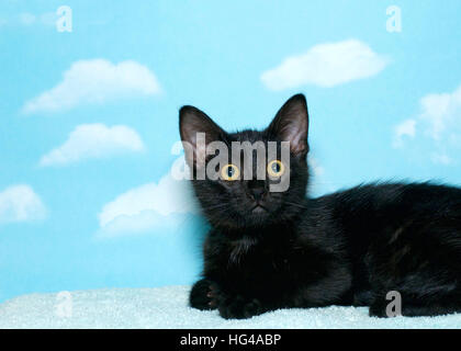 Chaton noir avec des yeux jaunes sur une couverture bleu clair à l'avant et sur le côté. Fond bleu avec des nuages blancs. Banque D'Images