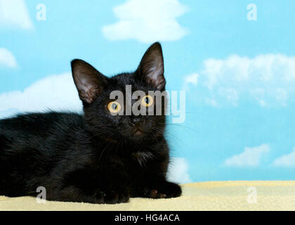 Portrait of a black tabby kitten portant sur une couverture jaune à la recherche sur le côté, l'espoir pour un foyer définitif. Fond bleu avec des nuages blancs, co Banque D'Images