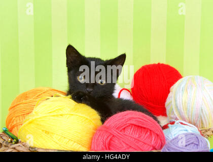 Close up of Fuzzy chaton noir bénéficiant d'un endroit confortable dans un crochet panier plein de boules de fils. Fond rayé vert. Copy Space Banque D'Images