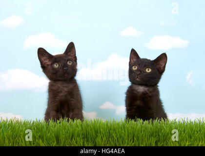 Près de deux semaines 6 chatons noirs dans les hautes herbes avec fond de ciel bleu nuages blancs. copier l'espace. Banque D'Images