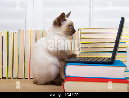 Chaton siamois aux yeux bleus assis à un ordinateur portable miniature empilés sur des livres avec des livres en arrière-plan. À intensément l'écran. Banque D'Images