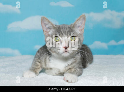 Rayé gris et blanc tabby kitten, environ 2 mois, portant sur la couverture blanche se préparent à obtenir à bord, à la recherche au spectateur. Blue backgroun Banque D'Images