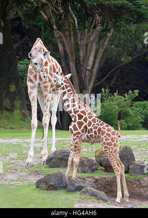 Girafe avec mère debout face à elle,r Green grass rochers et arbres en arrière-plan, portrait vue verticale Banque D'Images