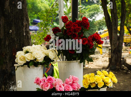 Différents types de fleurs rose dans une boutique de fleuriste photo prise en Semarang Indonésie Banque D'Images