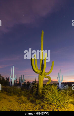 Cactus géant saguaro (Carnegiea gigantea) dans la nuit dans le Sweetwater Préserver, Tucson, Arizona, USA, Amérique du Nord Banque D'Images