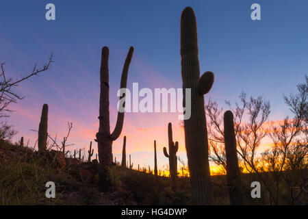 Cactus géant saguaro (Carnegiea gigantea) à l'aube dans la Sweetwater Préserver, Tucson, Arizona, USA, Amérique du Nord Banque D'Images