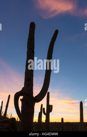 Cactus géant saguaro (Carnegiea gigantea), à l'aube dans la Sweetwater Préserver, Tucson, Arizona, USA, Amérique du Nord Banque D'Images