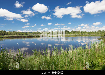 Wurzacher Ried Moor, Wangen im Allgäu, en Haute Souabe, Bade-Wurtemberg, Allemagne Banque D'Images