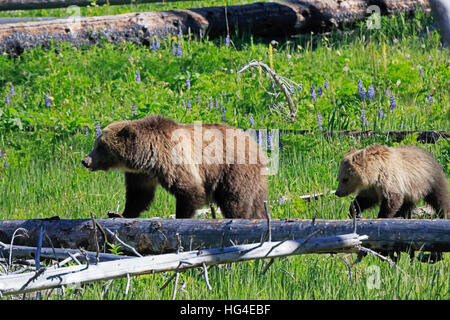 L'Amérique du Nord l'ours brun, Ursus arctos horribilis, semer avec cub dans le Parc National de Yellowstone Banque D'Images