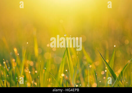 L'herbe et la rosée du matin dans la lumière du matin Banque D'Images