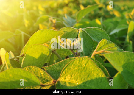 Close up of plant de soja chaud dans la lumière du matin Banque D'Images