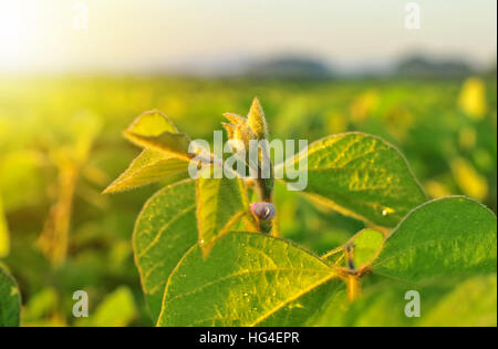 Close up of plant de soja chaud dans la lumière du matin Banque D'Images