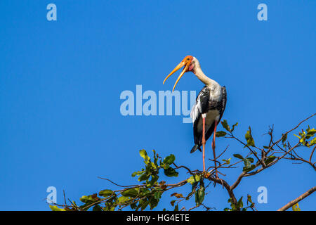 Cigogne peinte dans d'Arugam Bay Lagoon, Sri Lanka ; espèce Mycteria leucocephala famille des Ciconiidae Banque D'Images