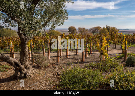 Vignoble, Ram's Gate Winery, Sonoma, Sonoma County, Californie Banque D'Images