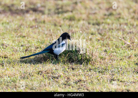 Pie bavarde (Pica pica) la chasse parmi l'herbe. Le noir et blanc oiseau de la famille des Corvidae la recherche d'invertébrés Banque D'Images