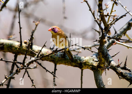 Hibou Waxbill violet dans un arbre Banque D'Images