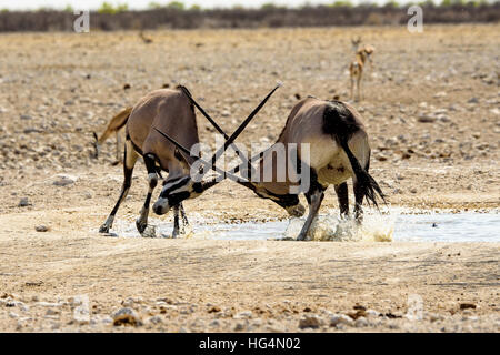 Gemsbok désaccord à un étang Banque D'Images