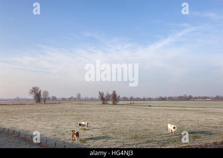 Le rouge et le blanc les vaches dans la prairie d'hiver dans les plaines inondables de la rivière Lek entre Lexmond et Ameide aux Pays-Bas Banque D'Images
