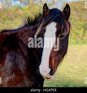 Un rendu nettement tête et les épaules d'un brun et blanc cheval lourd contre un arrière-plan flou d'un champ et une haie. Banque D'Images