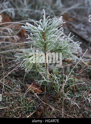 Jeune pin en paysage d'hiver froid Banque D'Images