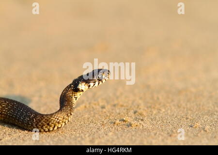 La couleuvre libre sur une plage de sable ( Natrix ) Banque D'Images