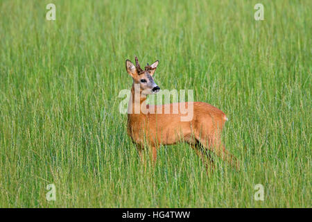 Le chevreuil (Capreolus capreolus) buck avec deux bois déformés dans le champ en été Banque D'Images