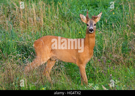 Le chevreuil (Capreolus capreolus) buck avec deux bois déformés dans le champ en été Banque D'Images