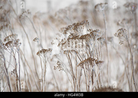 Un abrégé de droit brun et blanc de décoration de fleurs d'achillée couvertes de glace en hiver Banque D'Images