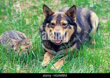 Chat et chien couché ensemble sur l'herbe Banque D'Images