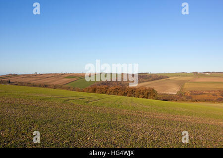 Champ de blé avec une colline mélèze arbres et haies dans un paysage english channel sous un ciel bleu clair en hiver Banque D'Images