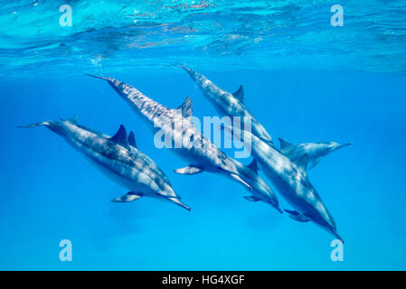 Un groupe de dauphins (Stenella longirostris) à jouer, sud de la mer Rouge, Egypte Banque D'Images