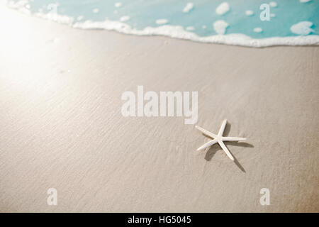 Étoile de mer sur la plage Banque D'Images