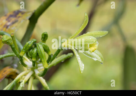 Libre de belles épices vanille fleur plante en fleur. Réserve naturelle de Masoala, à Madagascar Banque D'Images