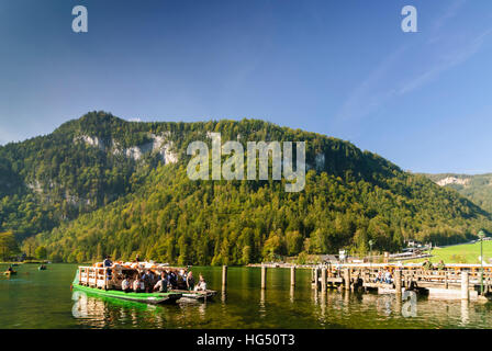 Schönau am Königssee : transport de bétail, les vaches qui sont portées sur le lac Königssee dans des bateaux de transport (Landauer), Oberbayern, Haute-Bavière, Bayer Banque D'Images