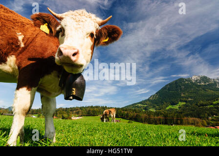 Schönau am Königssee : vache avec Bell, les pâturages, les vaches, Oberbayern, Haute-Bavière, Bayern, Bavière, Allemagne Banque D'Images