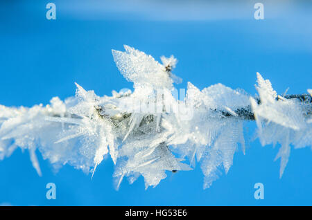 Cristaux de glace sur les barbelés dans le Lancashire en Angleterre Banque D'Images