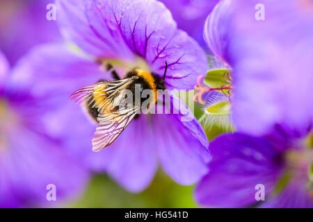 Bumblebee (probablement Buff-tailed bumblebee Bombus terrestris) sur prairie géranium sanguin (Geranium pratense) flower Edimbourg en Ecosse Banque D'Images